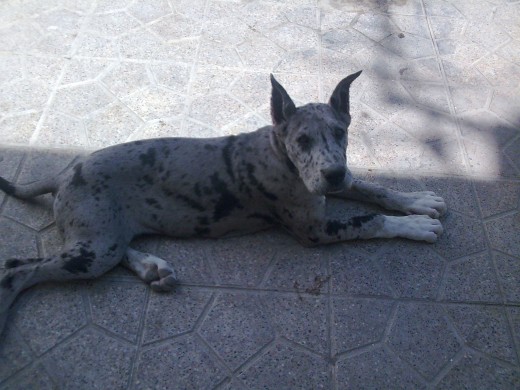 REINA 4 MESES.AHORA SE KEDO SOLA SIN SU HERMANO REINA 4 MESES.AHORA SE KEDO SOLA SIN SU HERMANO
